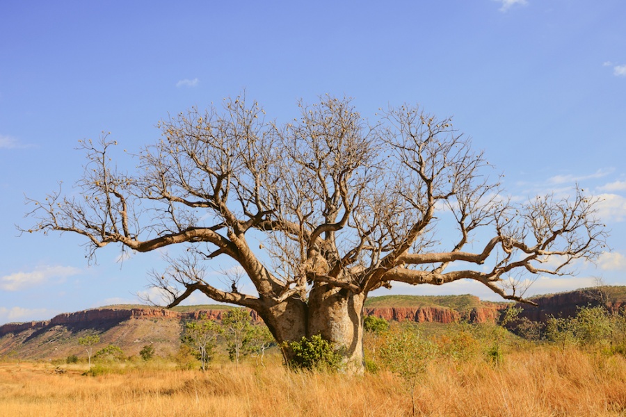 Boab tree Pic Tourism Western Australia