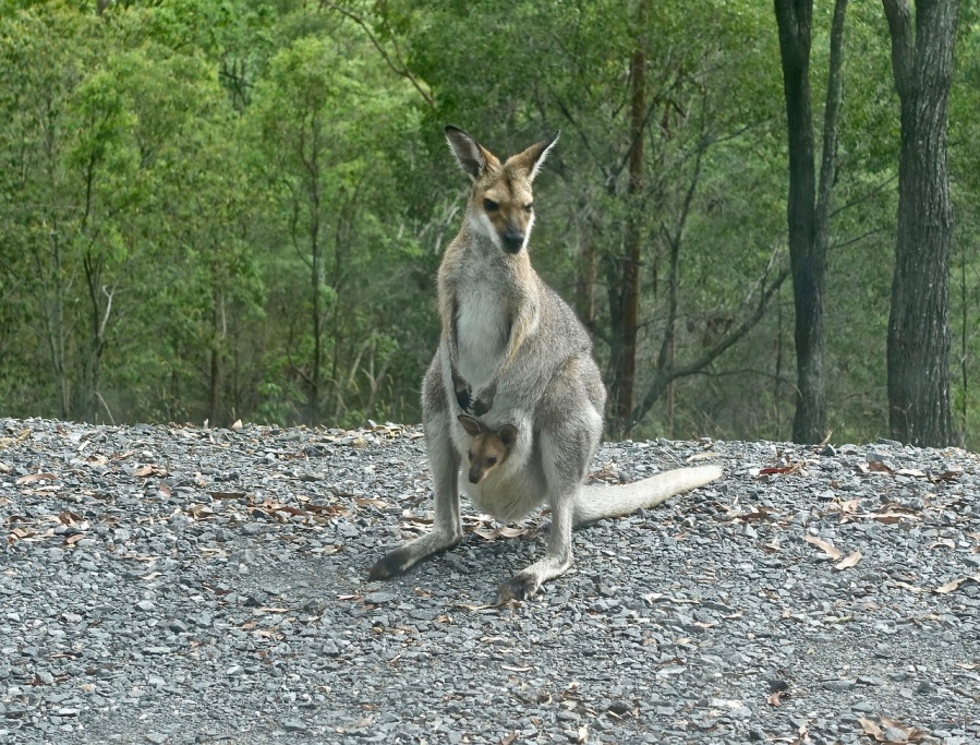 Kangaroo meet shelby