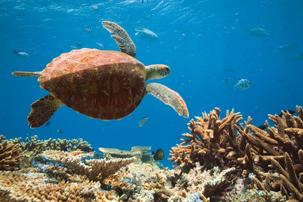Turtle   Tourism and Events Queensland   WEBSIZE