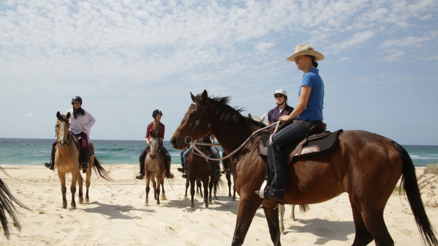 Horseabout tours
