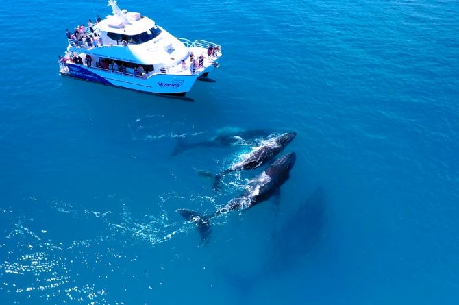 Discovery Parks Hervey Bay - Whale watching