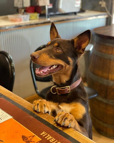 Sa's best country pubs william creek tavern dog friendly