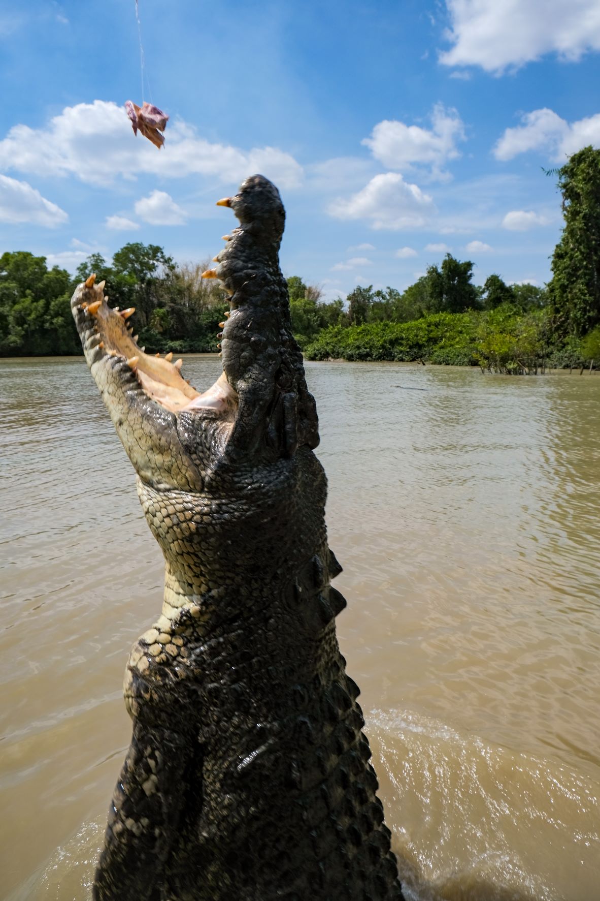 Reasons to visit the northern territory top end crocodiles exploreshaw
