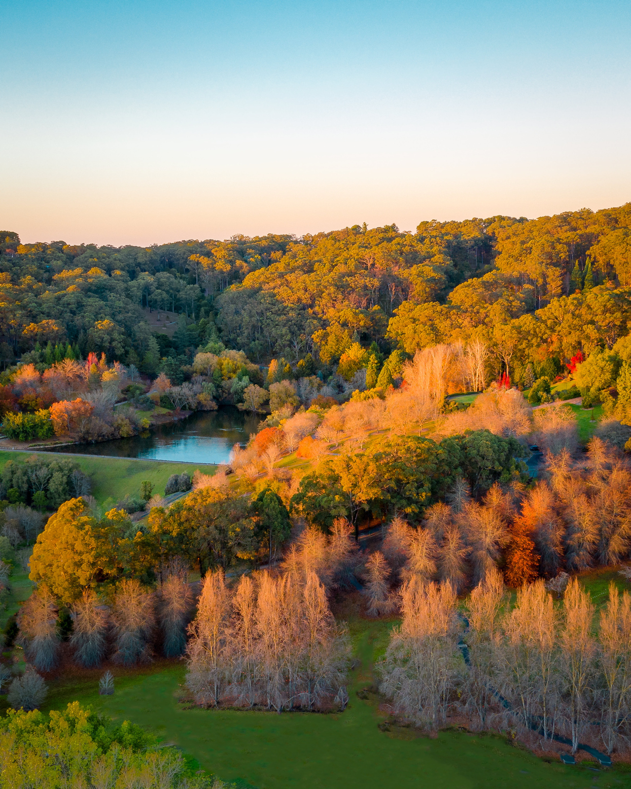 Australia best autumn foliage Mt Lofty Botanic Garden   dronedynamicssa