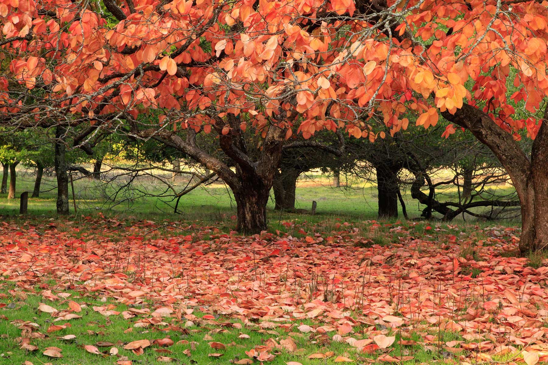 Australia best autumn foliage Golden Valley Tree Park VisitBunbury Geographe