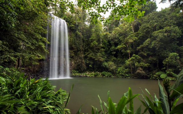 Australias most amazing waterfalls milaa milaa