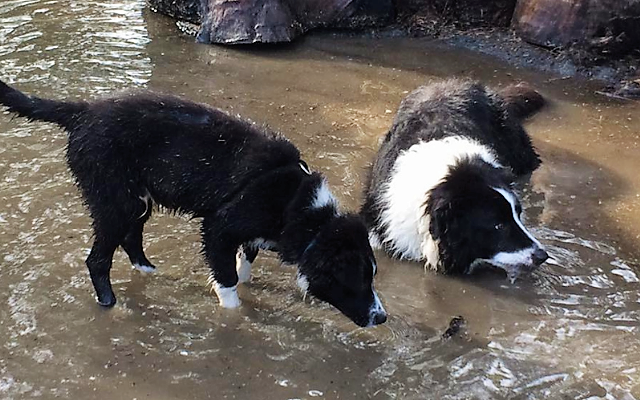 Pet friendly parks in nt border collie