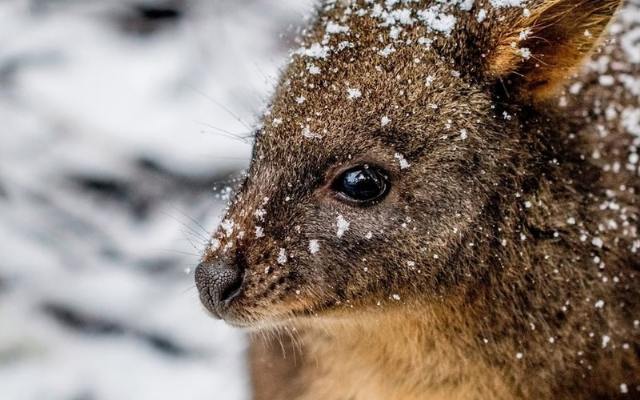 Australias best snow getaways wildlife