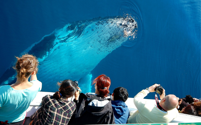 Rediscover the long weekend whale watching