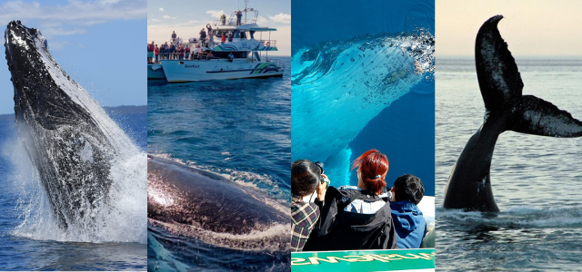 Guide to whale watching australia banner