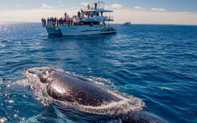 Guide to whale watching australia hervey bay