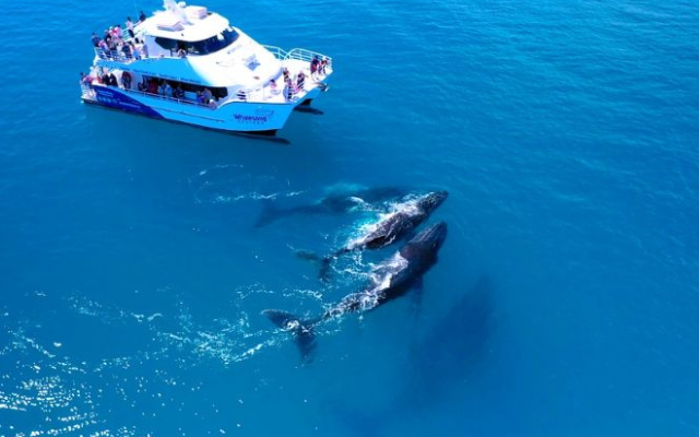 Guide to whale watching australia forster