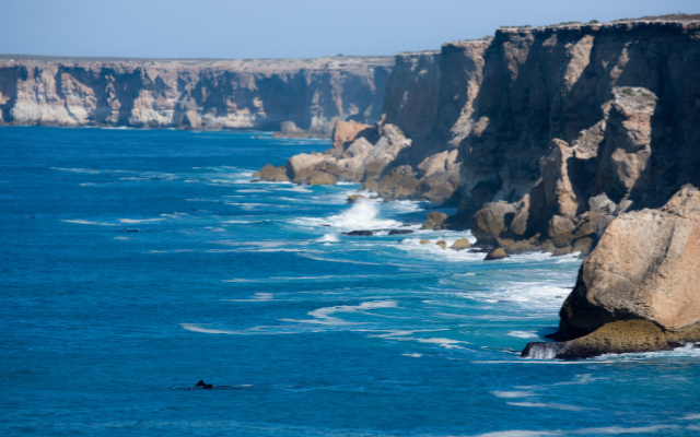 Guide to whale watching australia head of the bight