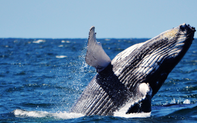 Guide to whale watching australia=southern right whale