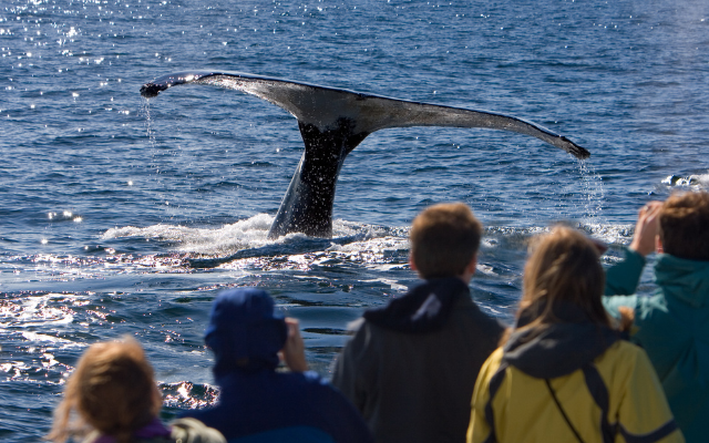 Guide to whale watching australia whale tours