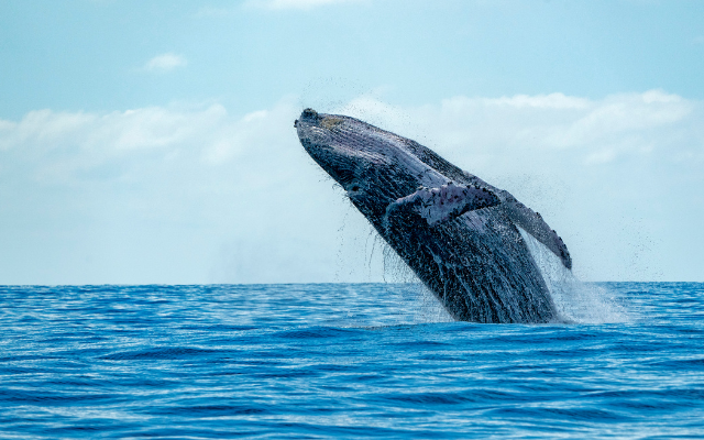 Guide to whale watching australia breach