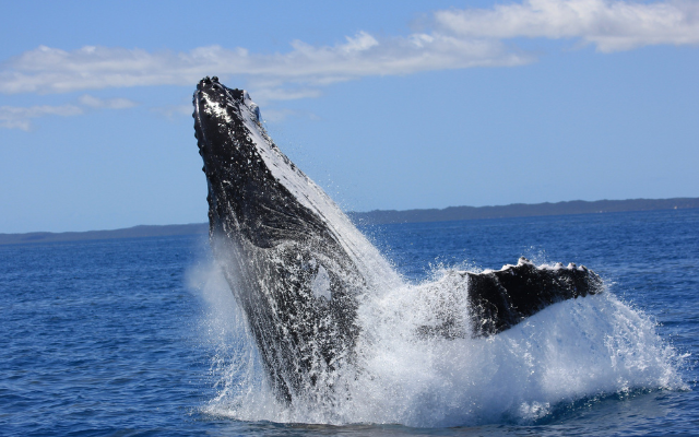 Whale watching in hervey bay souther right