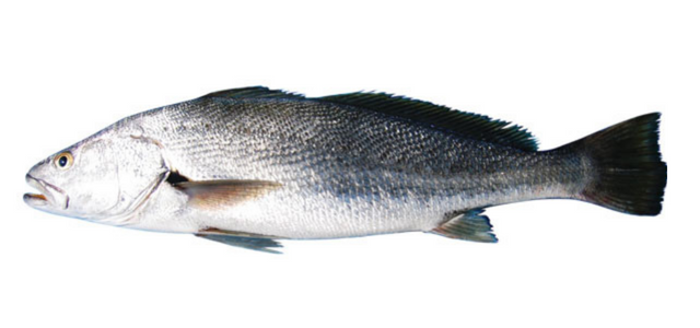 Australias best fish mulloway jewfish