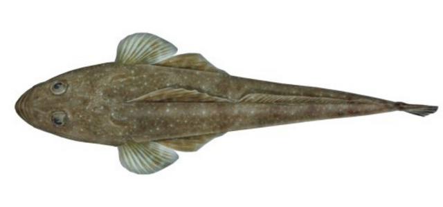 Australias best fish flathead