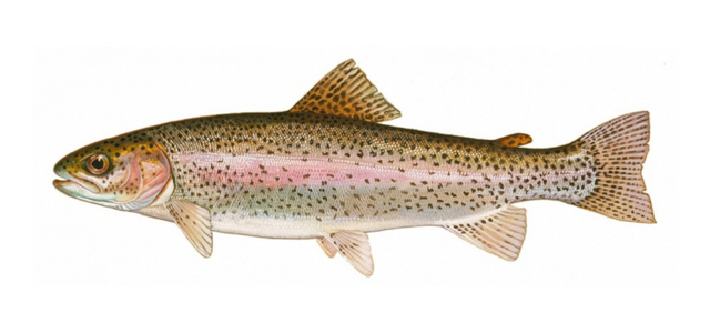 Australias best fish trout
