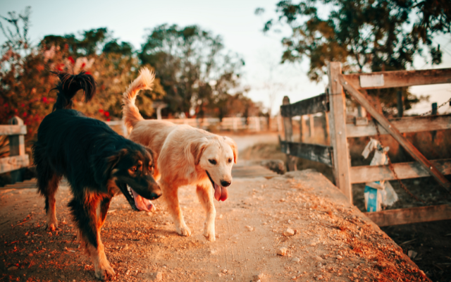 Things to do with your dog in south australia 3