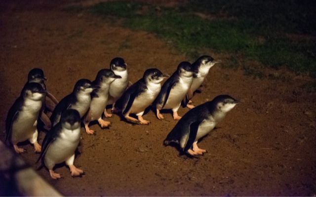 Australian animal experiences penguin parade