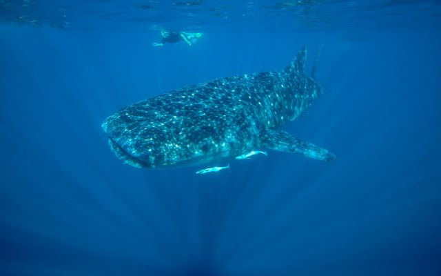 Australian animal experiences whale shark ningaloo