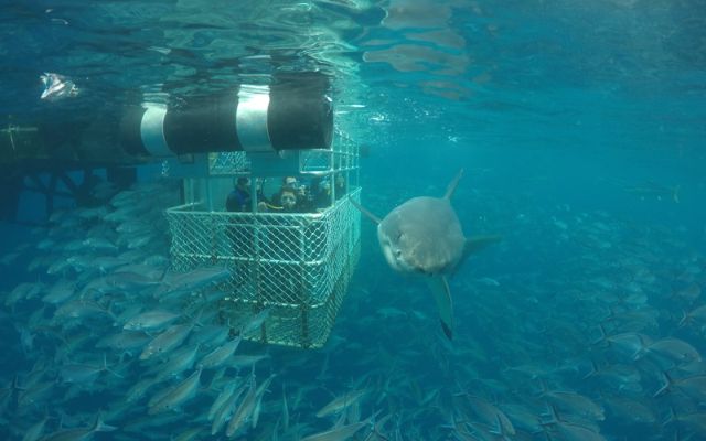 Australian anima experiences shark cage diving
