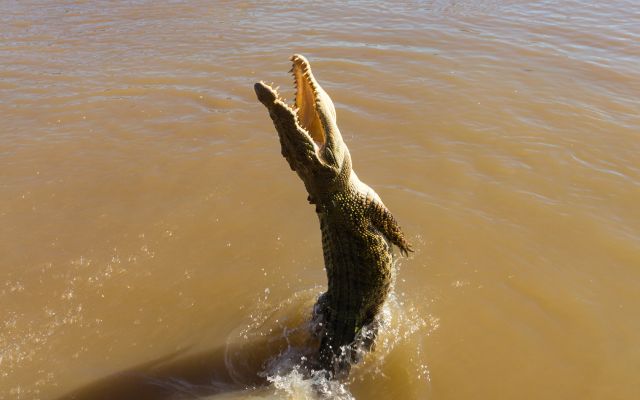 Australian animal experiences jumping crocodile