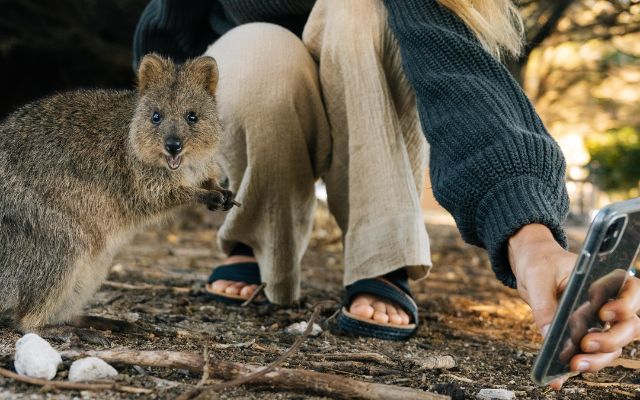 Australian animal experiences quokka selfie