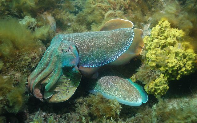 Australian animal experiences cuttlefish whyalla
