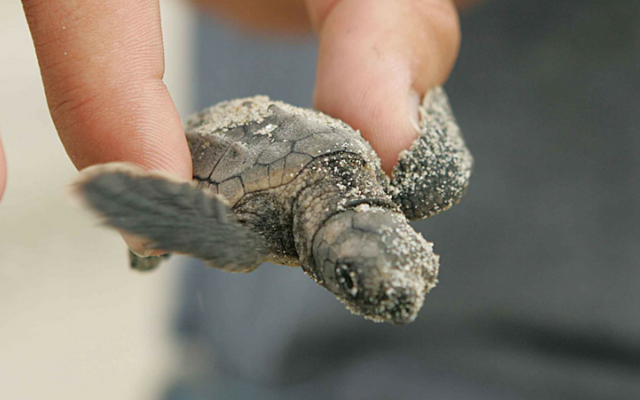 Turtle season in port hedland baby flatback