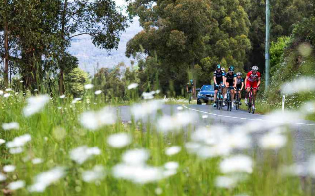 Cyclists on the Huon Highway. Credit Tourism Tasmania  Heath Holden