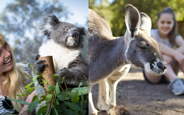 Caversham wild life park koala kangaroo