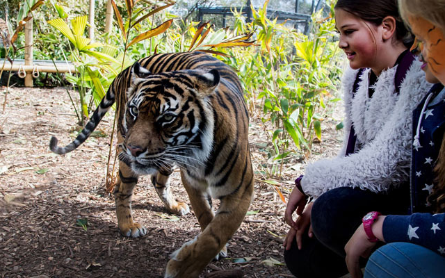 7 wildlife parks kids love taronga zoo tiger credit taronga.org