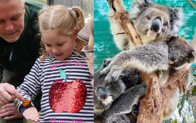 7 wildlife parks kids love cleland butterfly koala