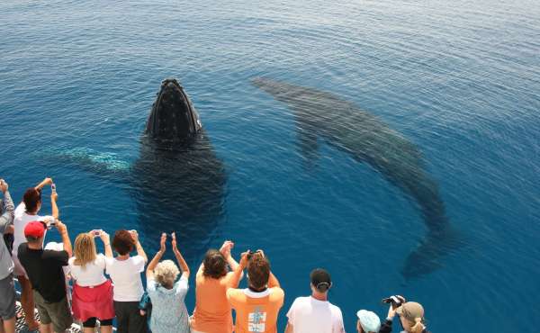 10823 tasman venture whale watching experience