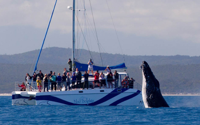 Oz experiences not to miss hervey bay whale tour