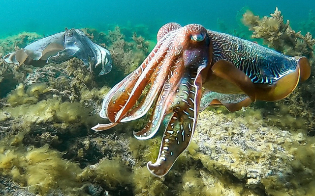 Where to see giant cuttlefish in sa whyalla foreshore dive snorkel swim discovery parks 8