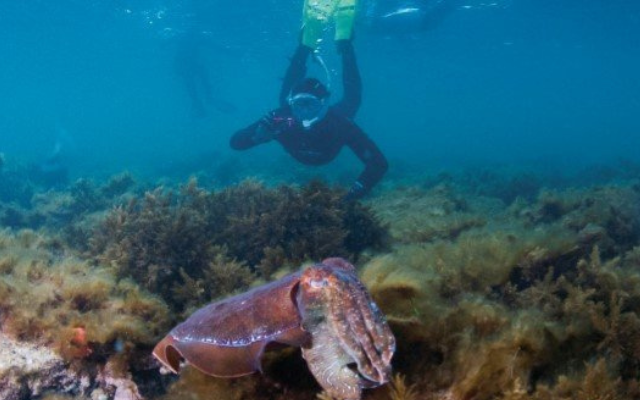 Where to see giant cuttlefish in sa whyalla foreshore dive snorkel swim discovery parks pure sa 4
