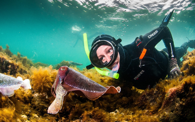 Where to see giant cuttlefish in sa whyalla foreshore dive snorkel swim discovery parks