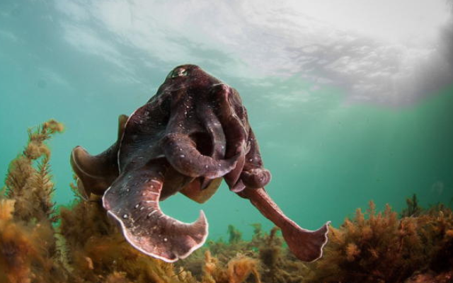 Where to see giant cuttlefish in sa whyalla foreshore dive snorkel swim discovery parks pure sa 3