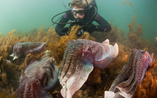 Where to see giant cuttlefish in sa whyalla foreshore dive snorkel swim discovery parks 9