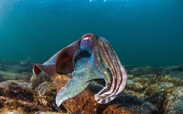 Where to see giant cuttlefish in sa whyalla foreshore dive snorkel swim discovery parks satc