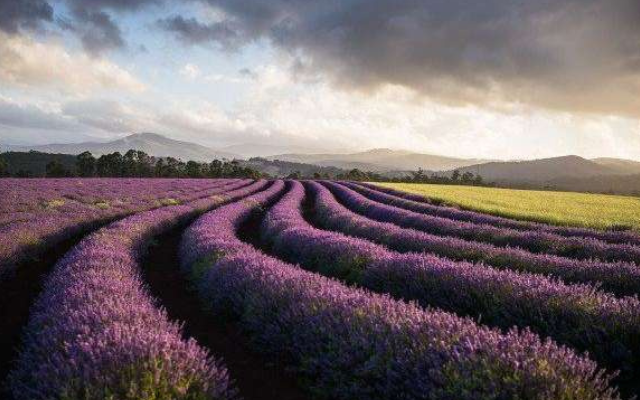 Tasmania travel itinerary launceston road trip bridestowe lavender