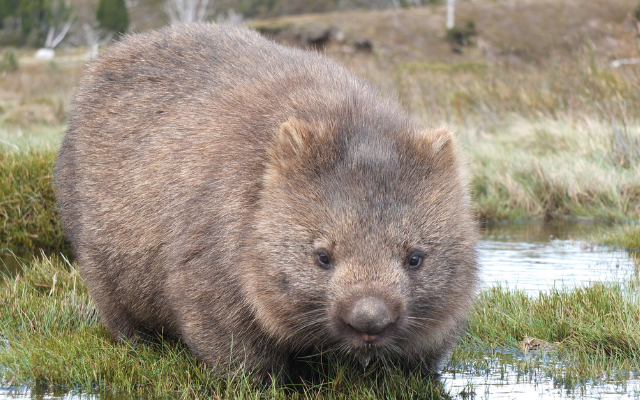 Tasmania travel itinerary road trip lake st.clair national park wombat