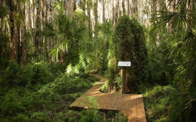 Free things to do in the QLD paperbank forest walk